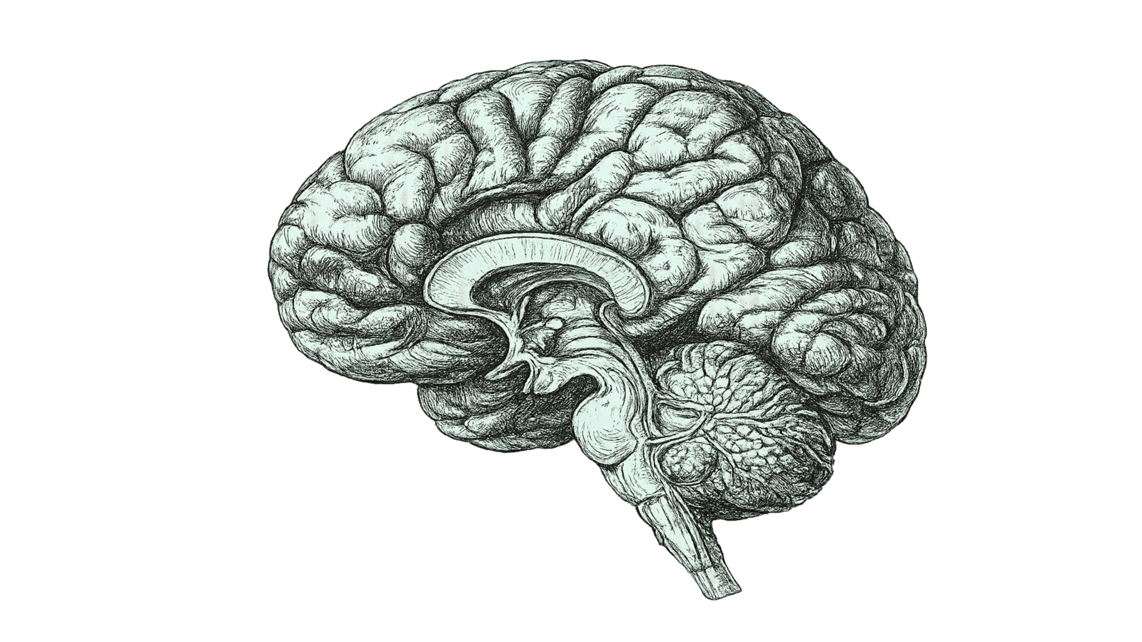 Imagem de cérebro representando neurociência